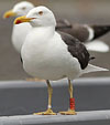 juvenile LBBG in October, ringed in Norway. (131273 bytes)